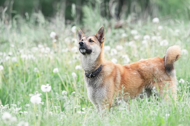 Roter Mischlingshund liegt auf dem Bauch auf dem Gras und streckt seine Vorderpfoten nach vorne Springx9