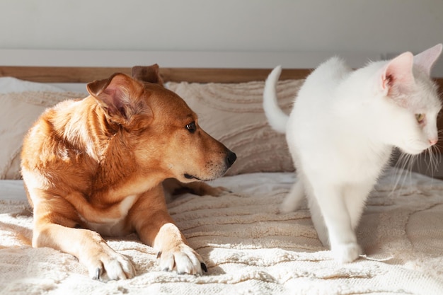 Roter Mischlingshund und weiße Katze zusammen auf dem Bett mit beigen gewebten Kissen und Plaid