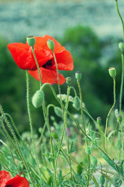 Roter Mohn auf einer grünen Wiese