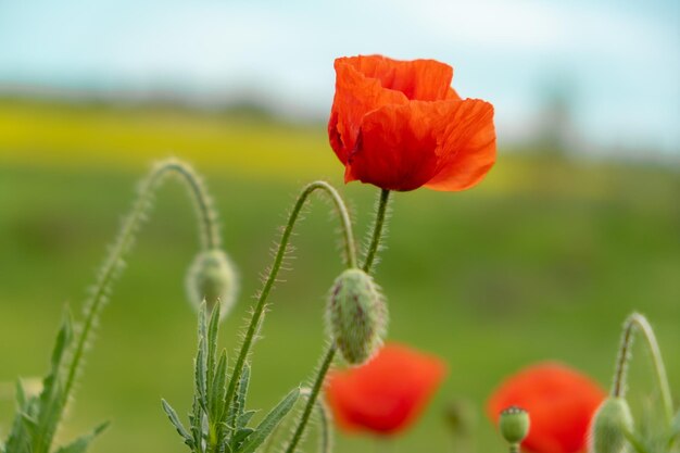 Roter Mohn im Sommer. Nahaufnahme der Mohnblüte Blumen. Zeichensymbol