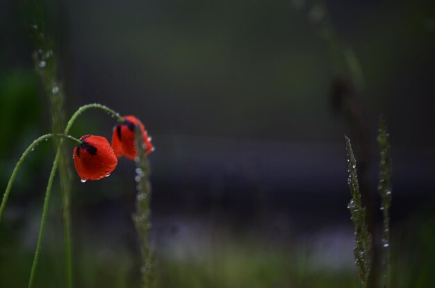 Roter Mohn lateinischer Papaver rhoeas auf dem See