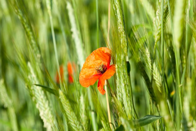 Roter Mohn Sommer