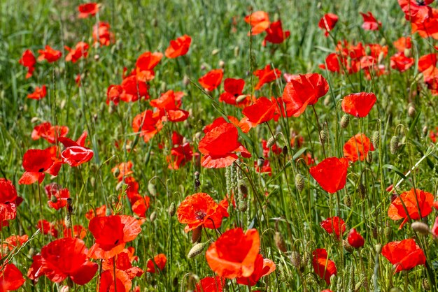 Roter Mohn wächst auf einem landwirtschaftlichen Gebiet mit Getreide