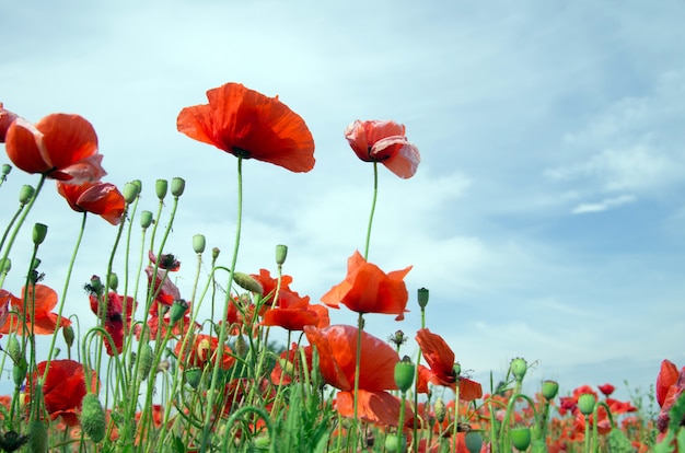 roter Mohn