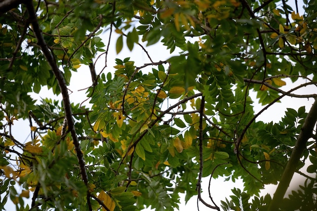 Roter Mombin-Baum der Art Spondias purpurea