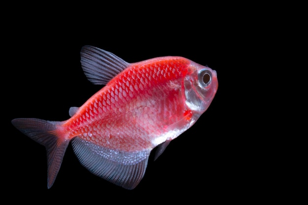 Roter Neon-Glühfisch auf schwarzem Hintergrund