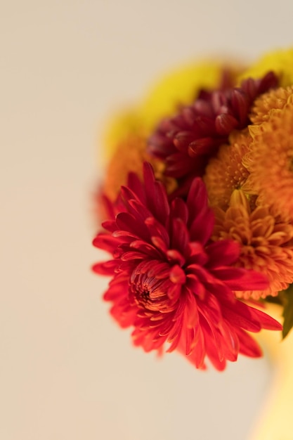 Roter orange und gelber Chrysanthemenblumenstrauß