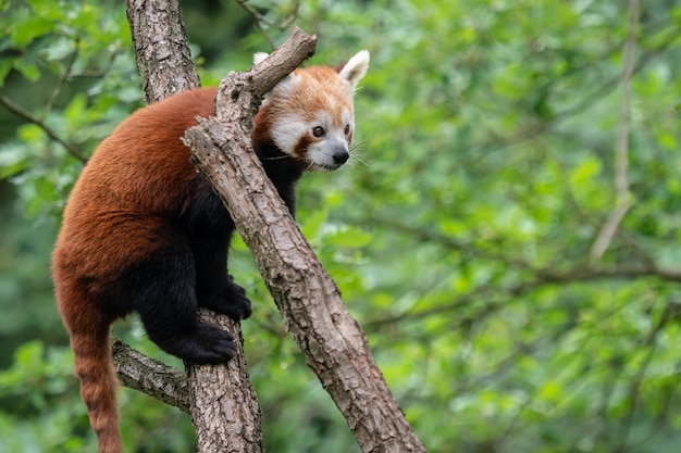 Roter Panda Ailurus fulgens auf dem Baum Süßer Pandabär im Waldlebensraum