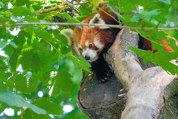 Roter Panda auf einem Baum an einem sonnigen Tag Tier des roten Pandas