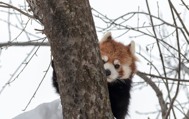 Roter Panda, der im Schnee sich versteckt