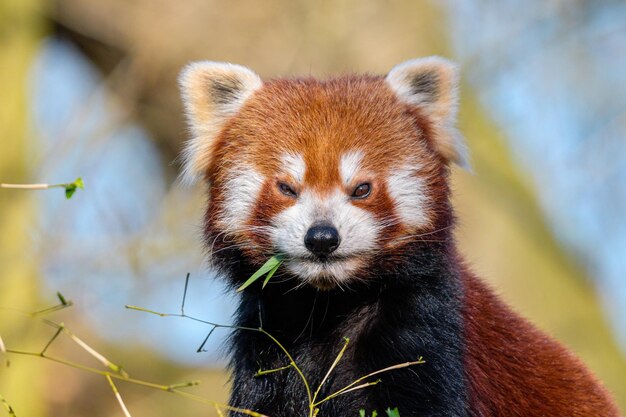 Roter Panda, der Kamera betrachtet Porträt eines Roten Pandas Ailurus fulgens