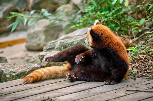 Roter Panda kleiner Panda