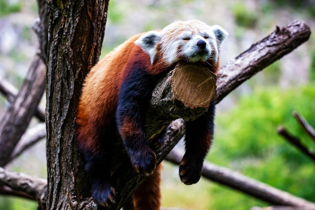 Roter Panda Säugetiere und Säugetiere Landwelt und Fauna Tierwelt und Zoologie