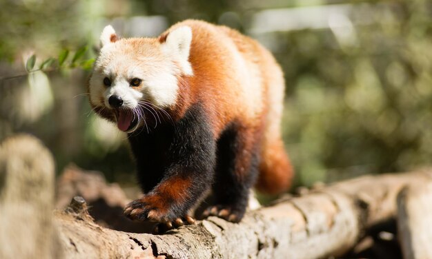Roter Panda-Wildtier, das Baumglied hinuntergeht