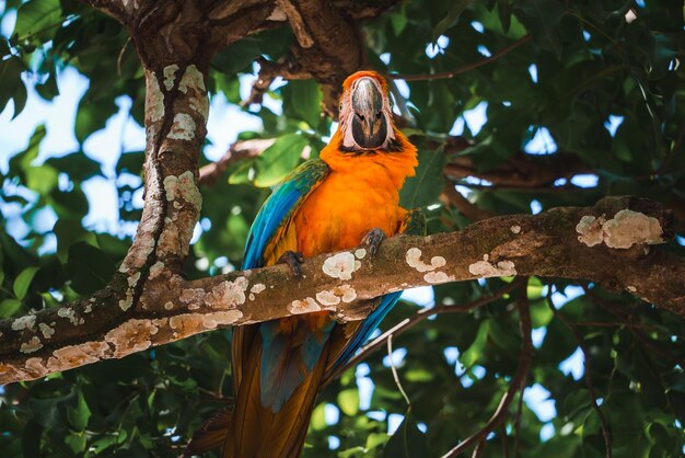 Roter Papagei in grüner Vegetation, scharlachroter Ara Ara Macao im dunkelgrünen tropischen Wald