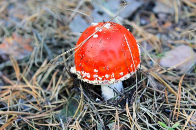 Roter Pilz (Amanita Muscaria, Fly Ageric, Fly Amanita) im Herbstwald