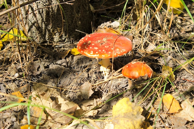 Roter Pilz (Amanita Muscaria, Fly Ageric, Fly Amanita) im Herbstwald