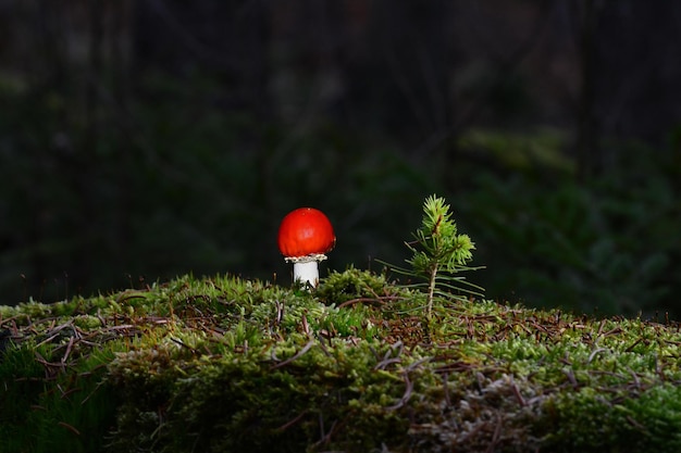 roter Pilz im Gras