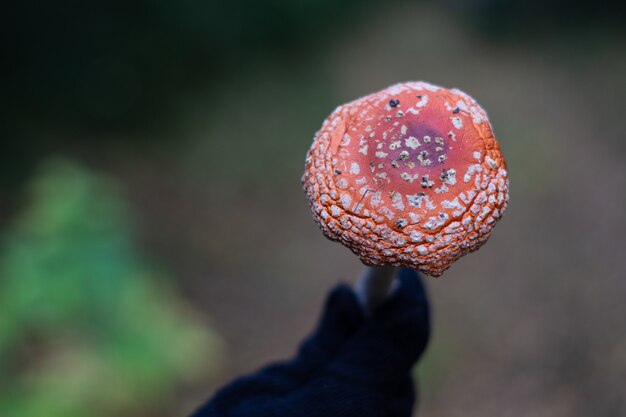 Roter Pilz in der Hand in der Natur. Pilz Fliegenpilz.