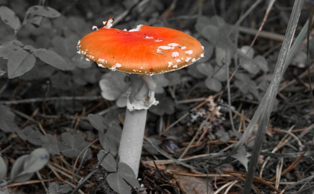 Roter Pilzpilz im Wald. Psychoaktiver Pilz mit halluzinogener Wirkung