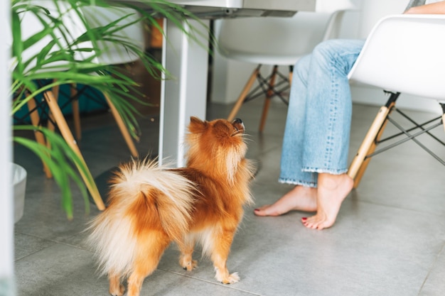 Roter pommerscher Hund in der Nähe einer jungen Frau in der Küche zu Hause