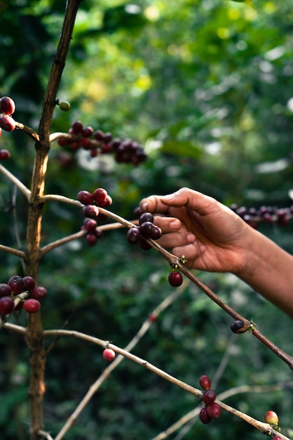 Roter reifer Arabica-Kaffee unter dem Baldachin der Bäume im Wald, Landwirtschaftshandpflückkaffee