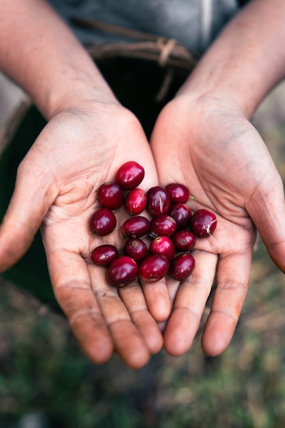 Roter reifer Arabica-Kaffee unter dem Baldachin der Bäume im Wald, Landwirtschaftshandpflückkaffee