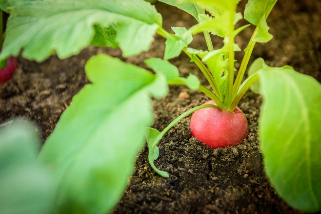 Roter Rettich, der im Gartenbett aufwächst.