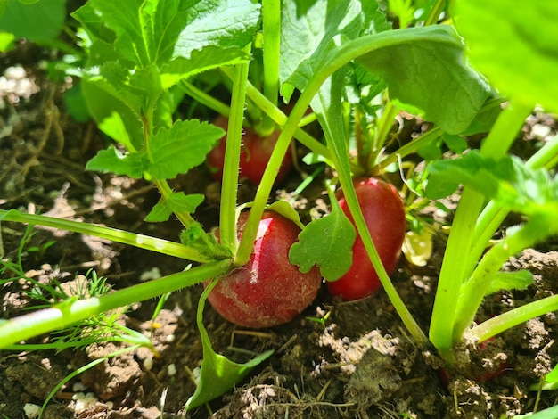 Roter Rettich im Boden Radieschen wachsen im Gartenbeet