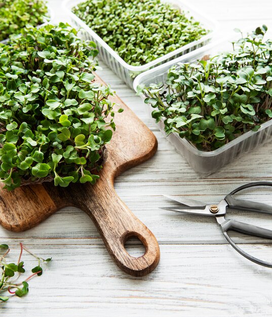 Roter Rettich Microgreens