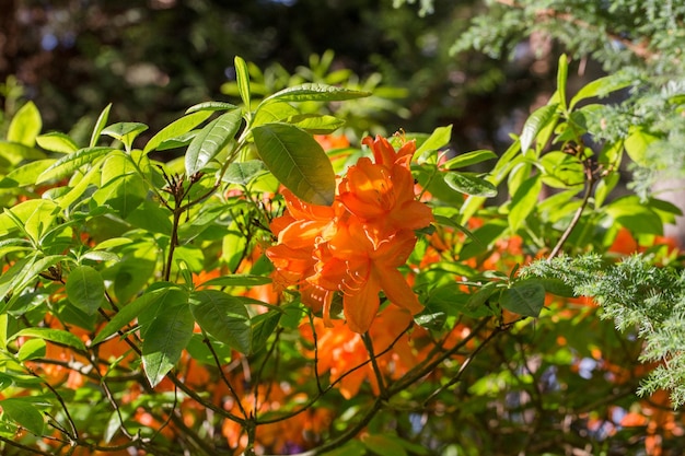 Roter Rhododendron Nova Zembla Üppige Blüte in der Gärtnerei der Rhododendren