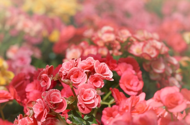 roter rosa Begoniengarten