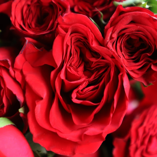 Roter Rosen-Mehrzweckhintergrund für Jahrestag, Hochzeit, Geburtstag oder andere Feiern