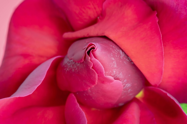 Roter Rosenabschluß herauf Whit öffnete Blätter