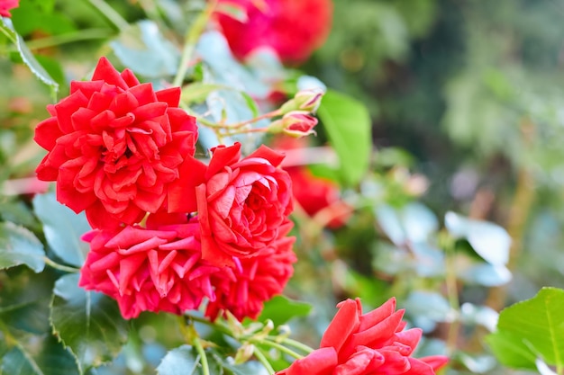 Roter Rosenstrauch im Garten