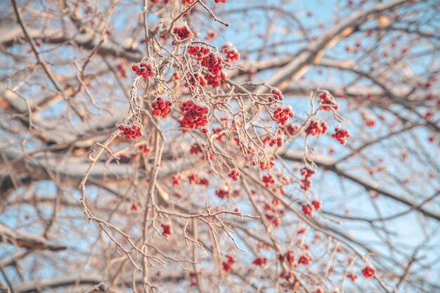 Roter Rowan im Winter unter dem Schnee Winterkonzept