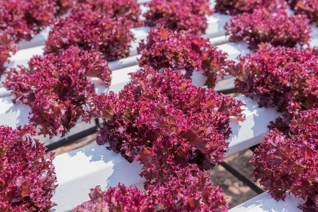 Roter Salatanbau auf Hydrokultur