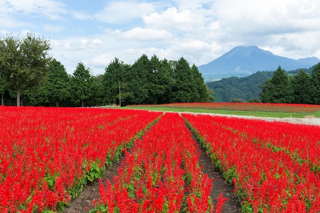 Roter Salvia-Bauernhof und Berg