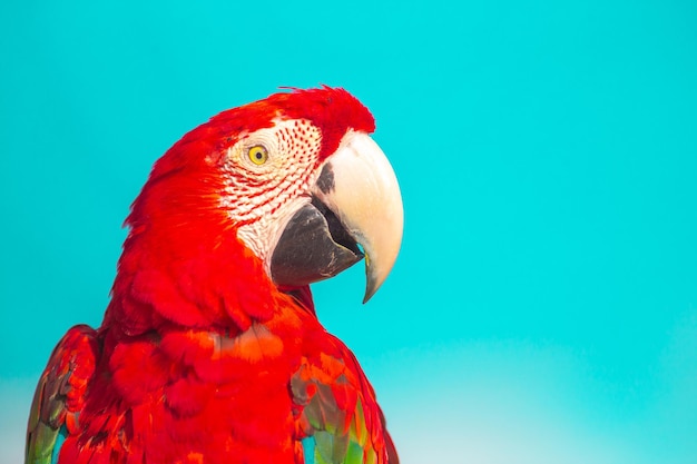 Roter scharlachroter Ara-Vogel auf blauem Hintergrund