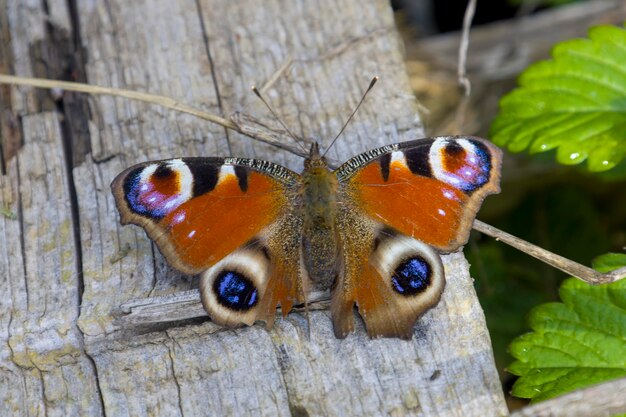 Roter Schmetterling aus den Grund