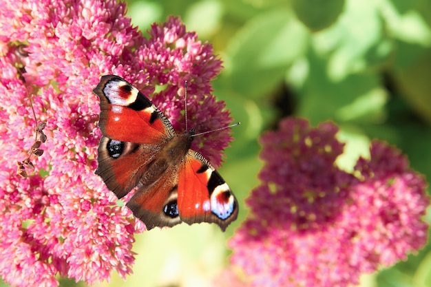 Roter Schmetterling, der auf einer rosa Blume sitzt.