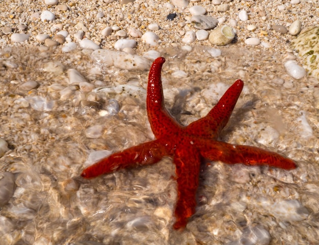 Roter Seestern am Strand auf der Insel Kefalonia im Ionischen Meer in Griechenland