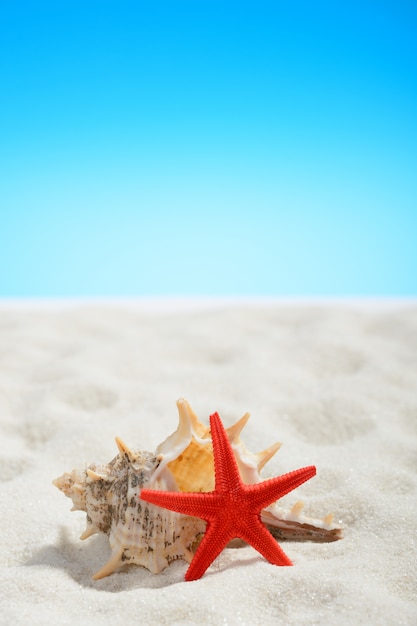 Roter Seestern am Strand des blauen Himmels