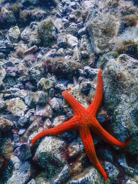 Roter Seestern auf dem Meeresboden (Echinaster sepositus) Unterwasserwelt