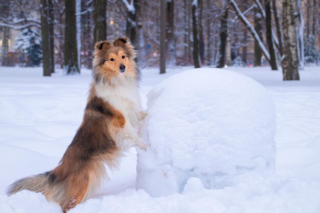 Roter Shetland-Schäferhund