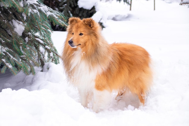 Roter Shetland-Schäferhund