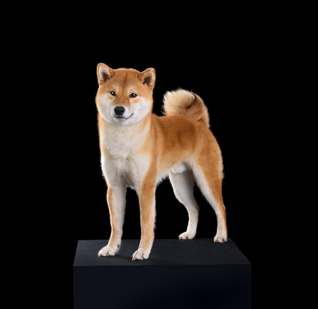 Roter Shiba Inu-Hund
