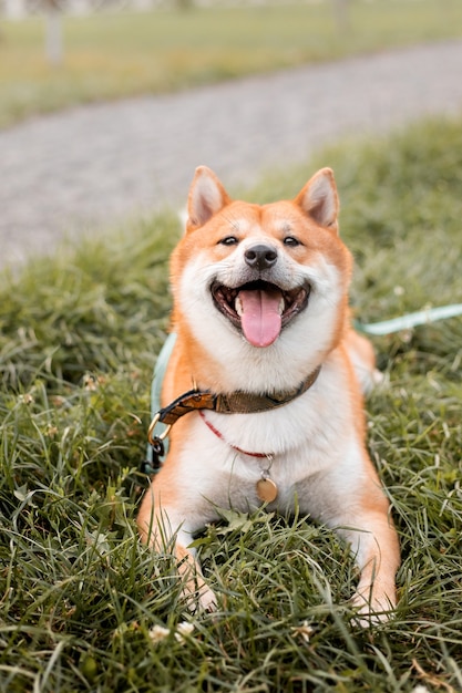 Roter Shiba Inu Welpenhund im Freien stehend