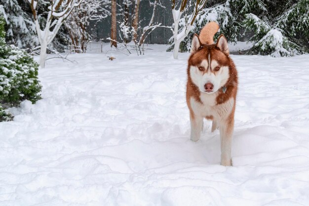 Roter sibirischer Husky-Hund, der im Winterpark auf Schnee läuft