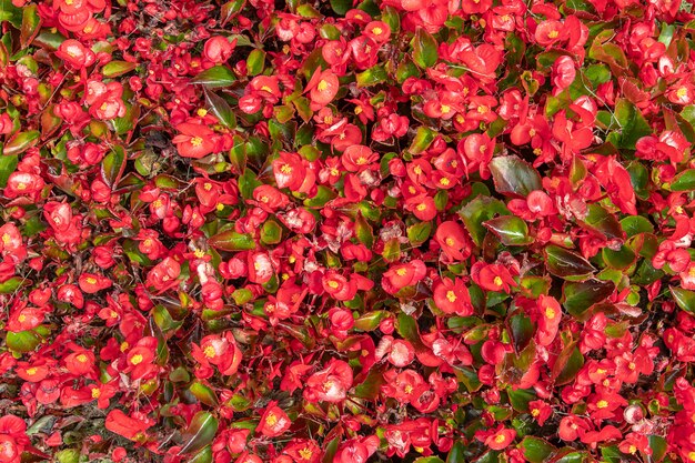 roter Sommer schöner Blumenhintergrund